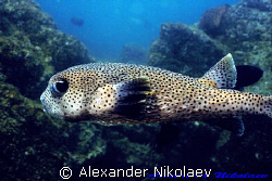 Puffer fish. Canon 40D, SIGMA 50mm macro. Dibba Rock, Fuj... by Alexander Nikolaev 